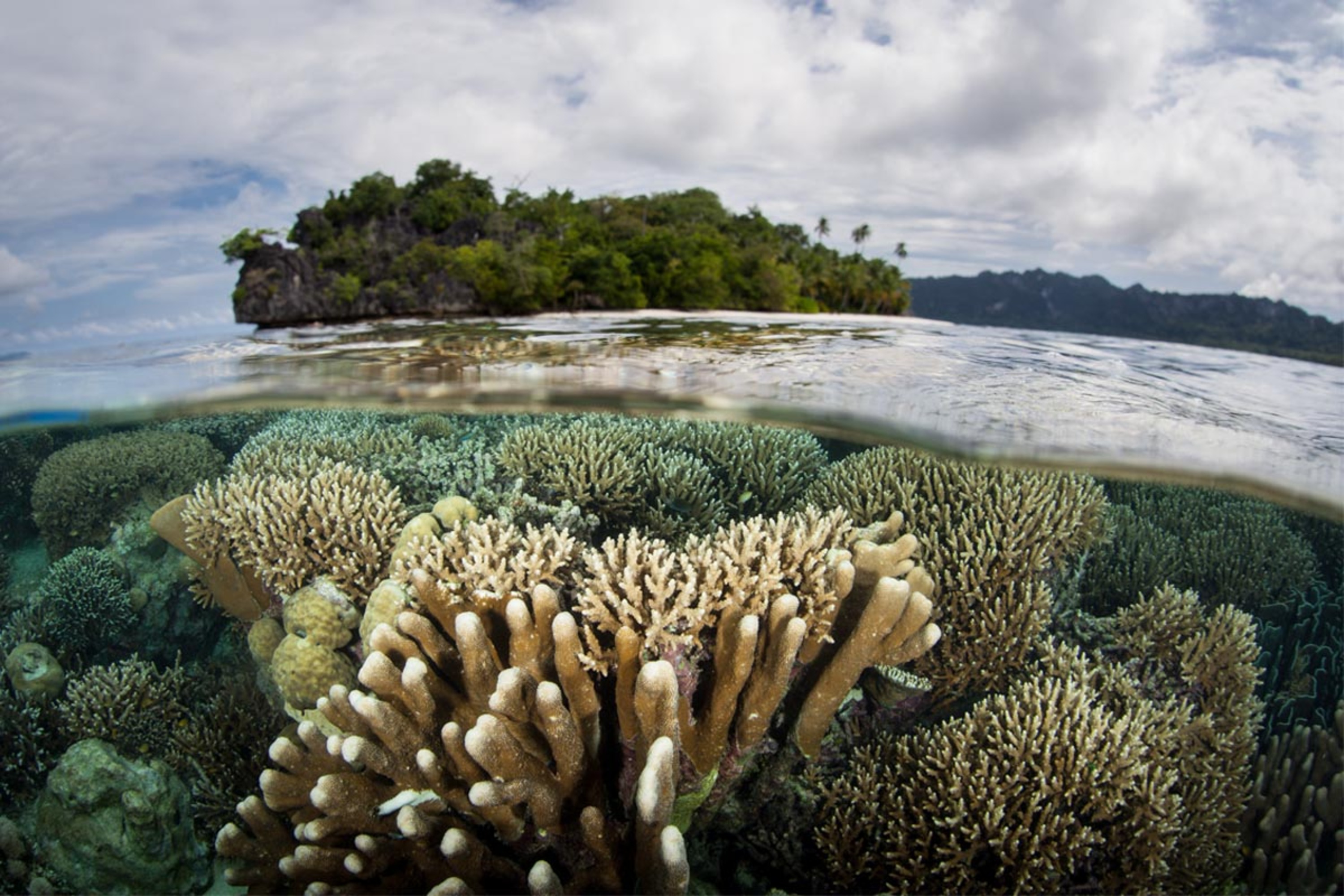 La biodiversité illustrée par cette photo aquatique montrant en premier plan la vie sous l'eau (corail, algues sable) et en second plan la vie hors de l'eau (arbres, ciel et nuages)